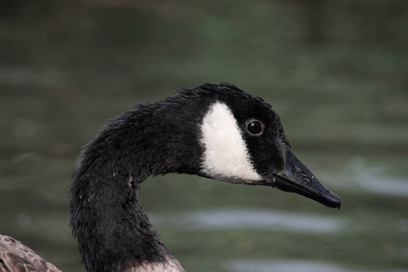 Canada Goose Head
