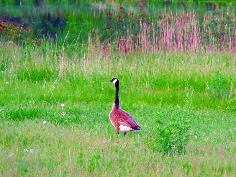 Canada goose in a grassy field
