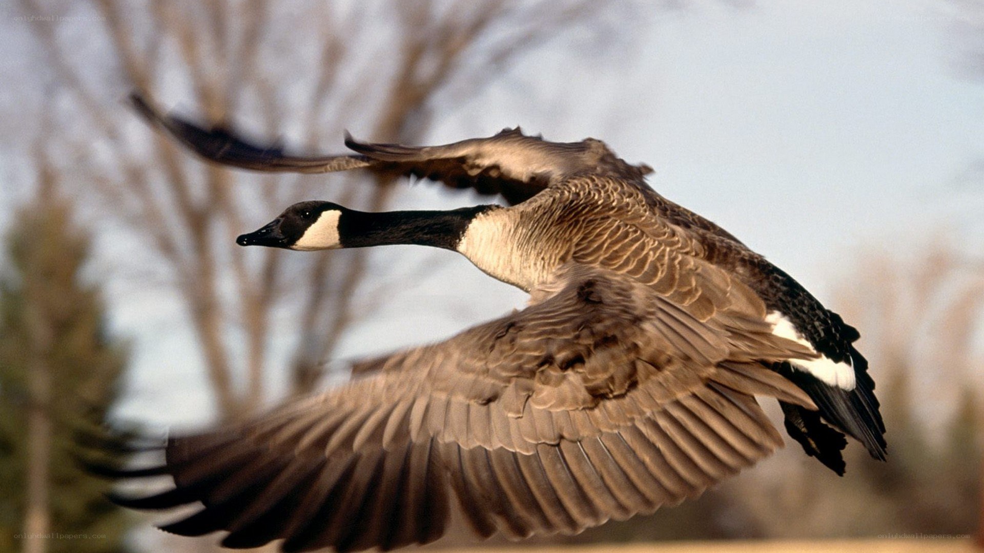 Canada goose in flight