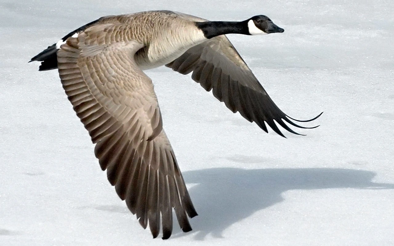 Canada goose in flight