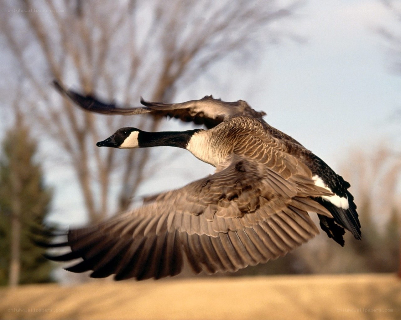 Canada goose in flight