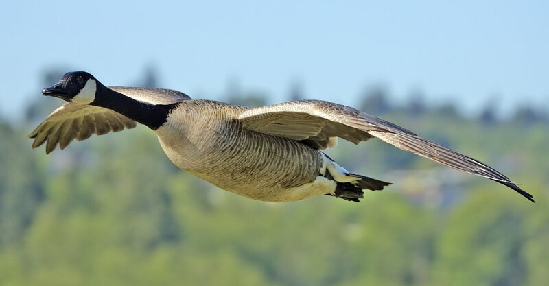 Canada goose in flight