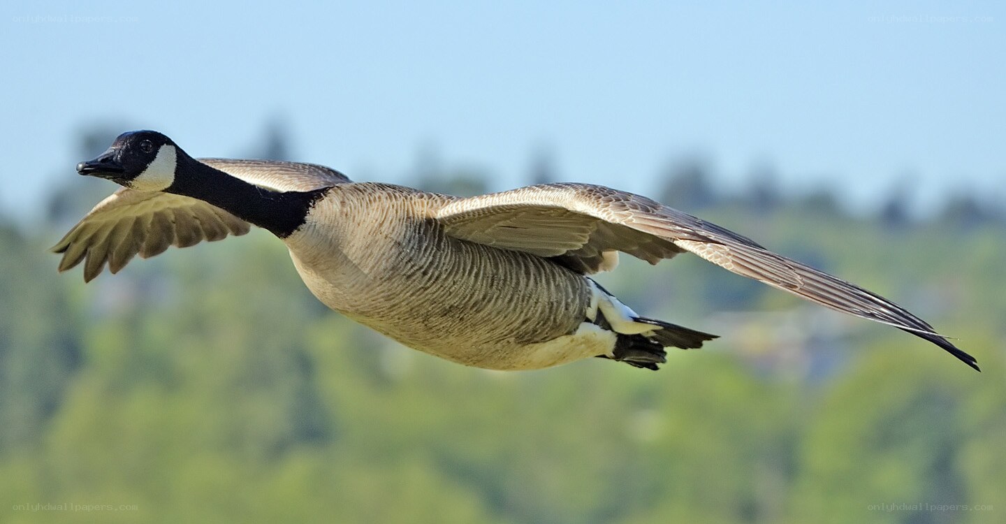 Canada goose in flight