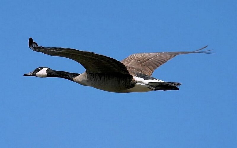 Canada Goose in Flight — Blue, Serene