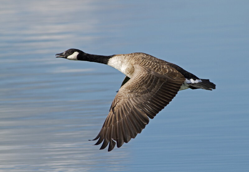 Canada Goose in Flight — Blue