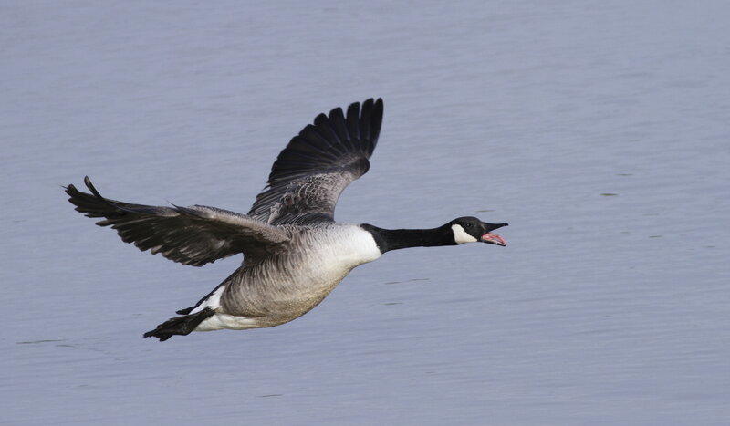Canada Goose in Flight — Gray