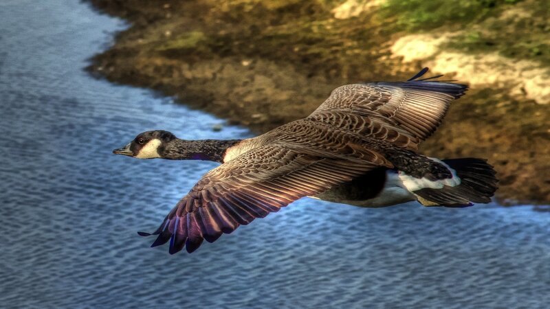 Canada goose in flight