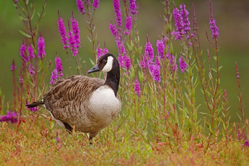 Canada Goose in Flowers