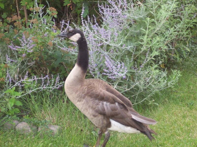 Canada Goose in Garden