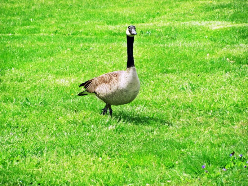 Canada Goose in Grass