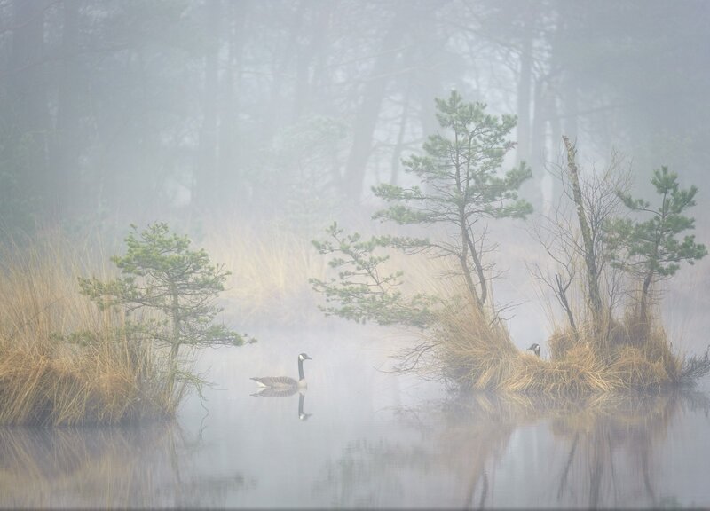 Canada Goose in Pond