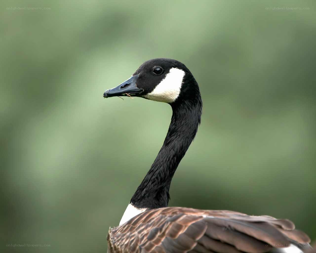 Canada goose in profile