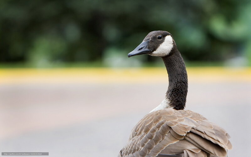 Canada goose in profile