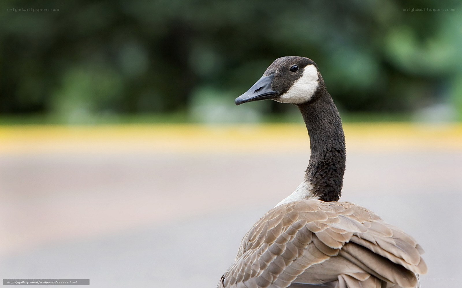 Canada goose in profile