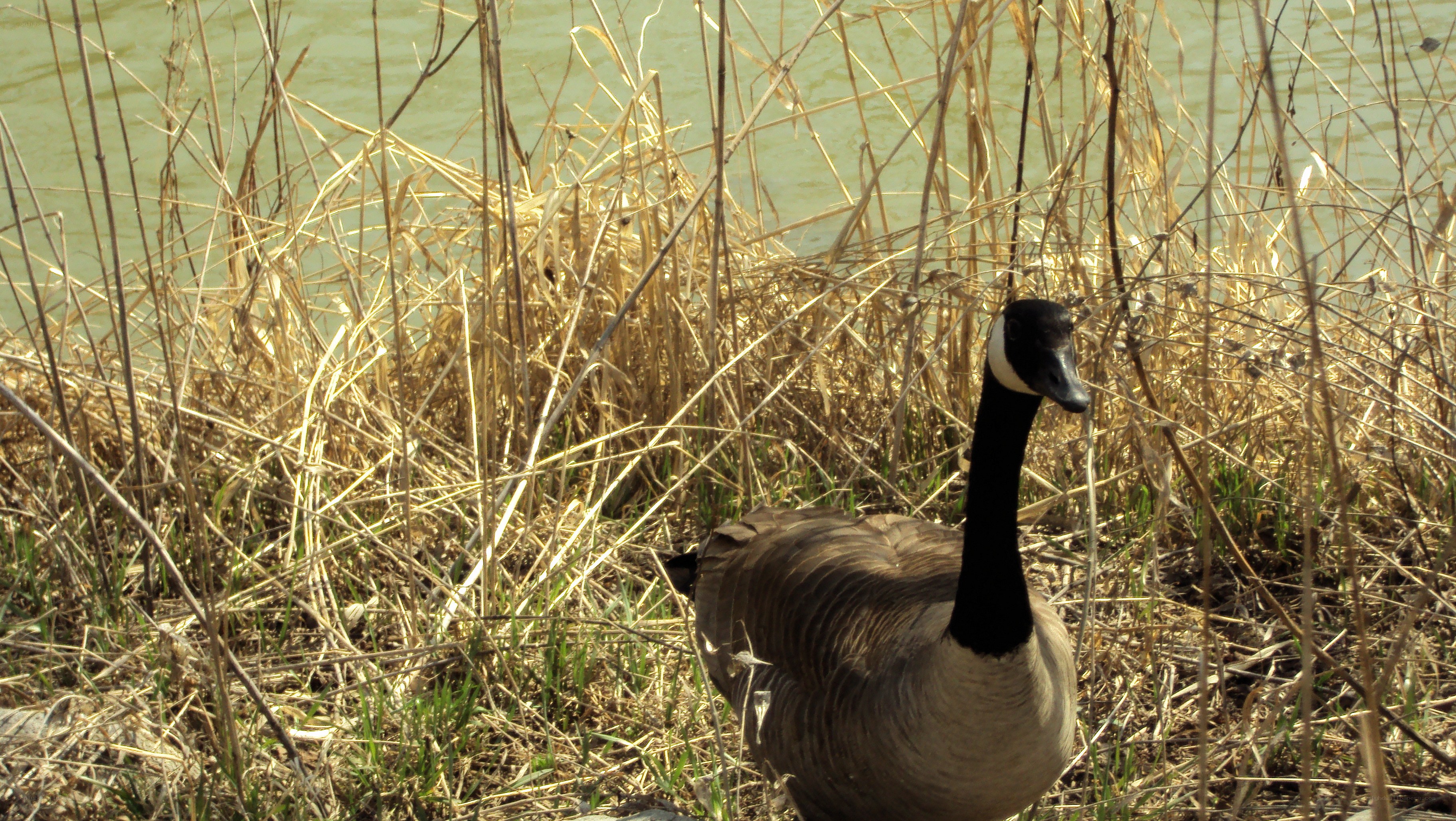 Canada goose in reeds