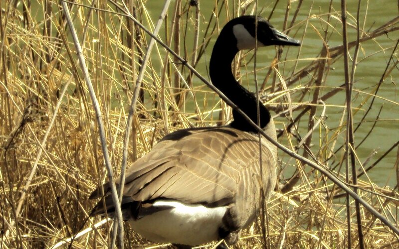 Canada Goose in Reeds — Brown, Calm