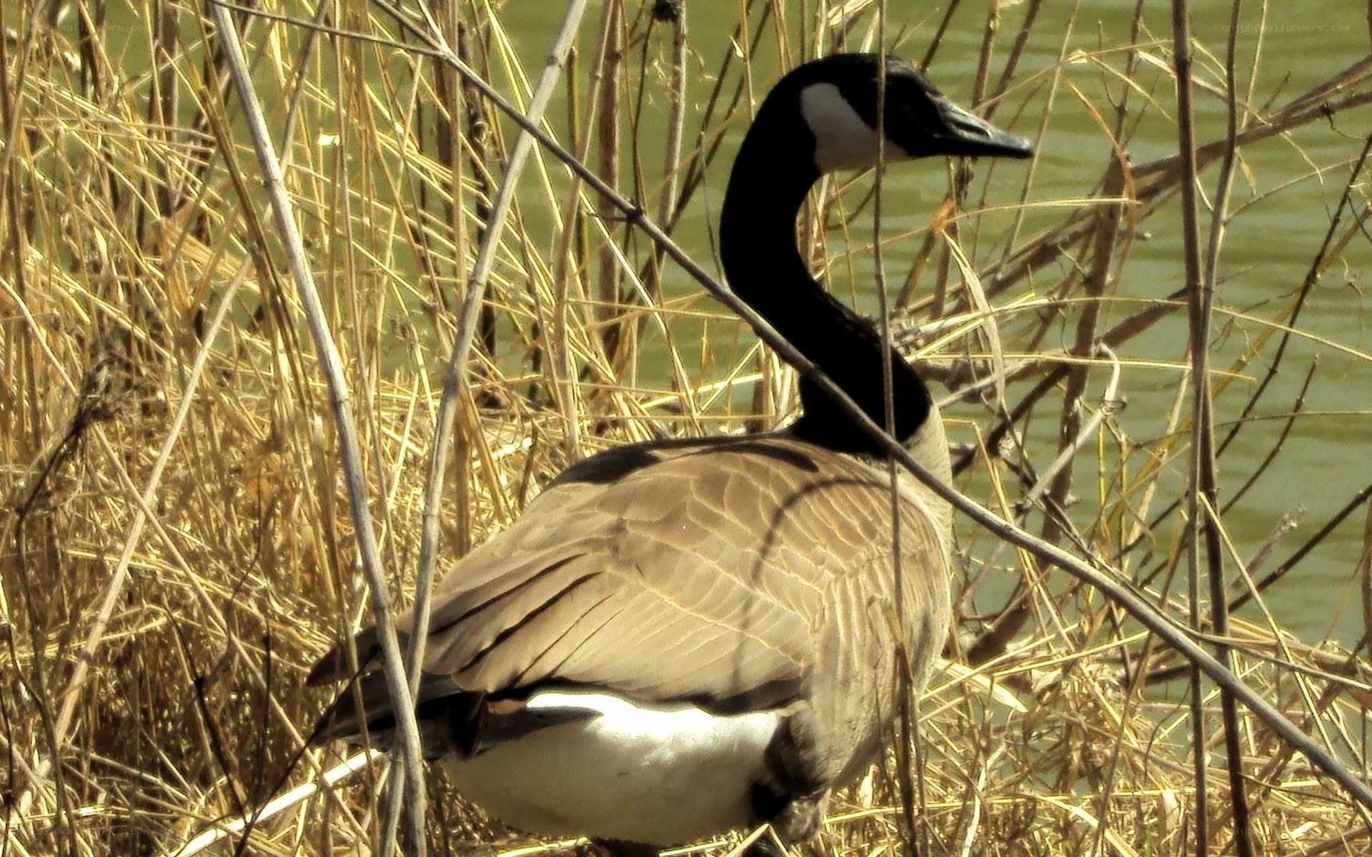Canada goose in reeds