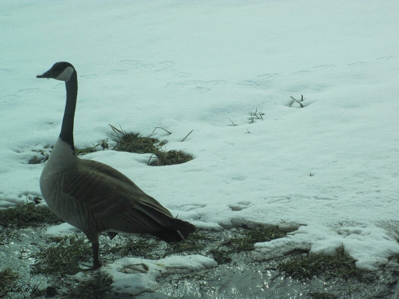 Canada Goose in Snow