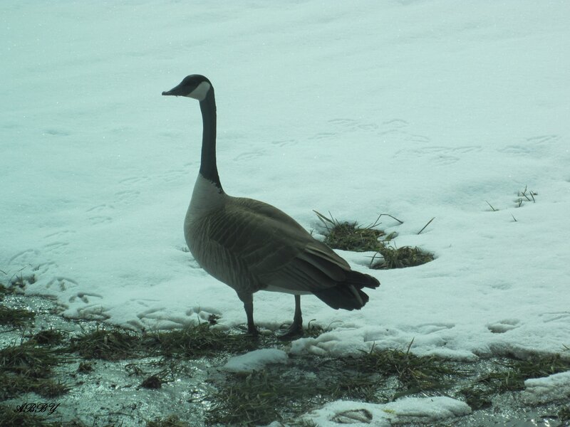 Canada Goose in Snow — White, Calm