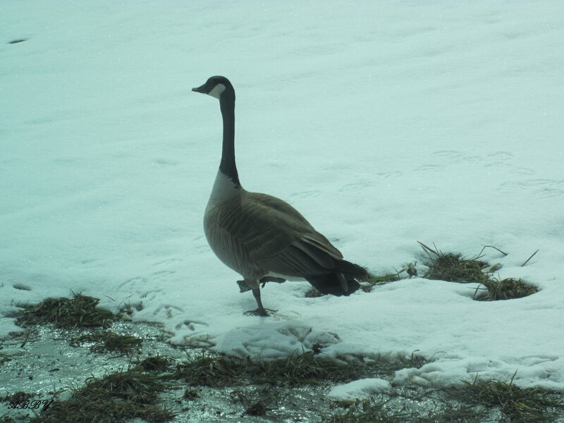 Canada Goose in Snow — White, Calm, Winter