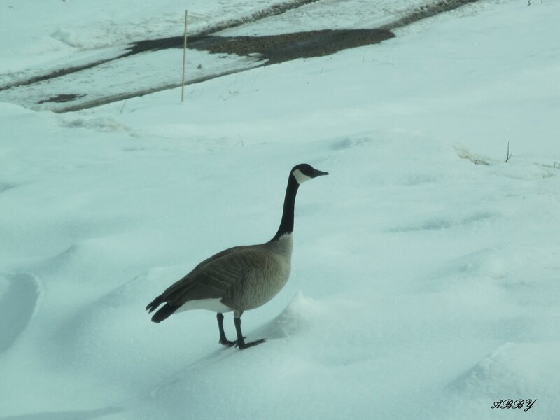 Canada Goose in Snow — White