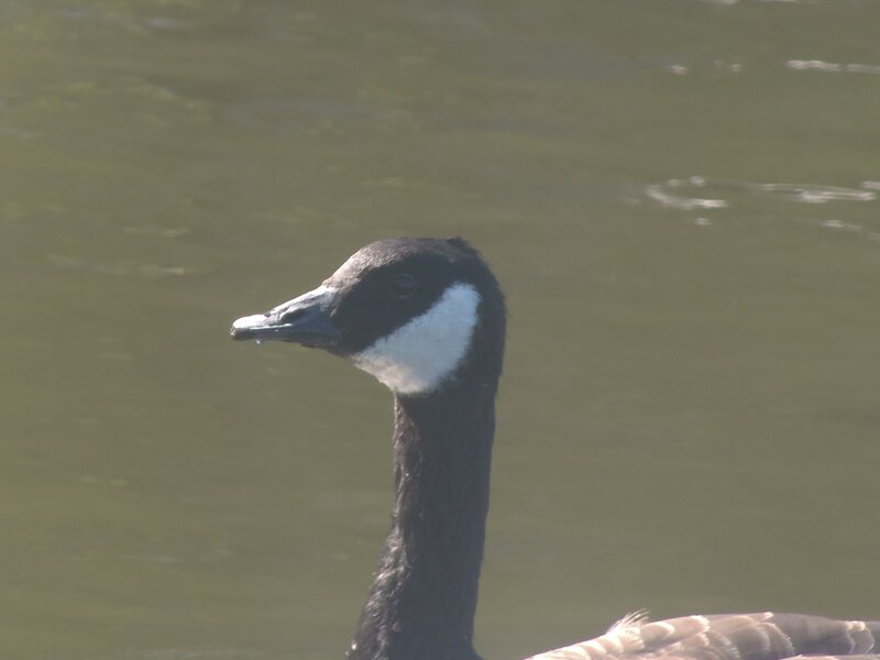 Canada Goose in Water — Black, Calm, Afternoon