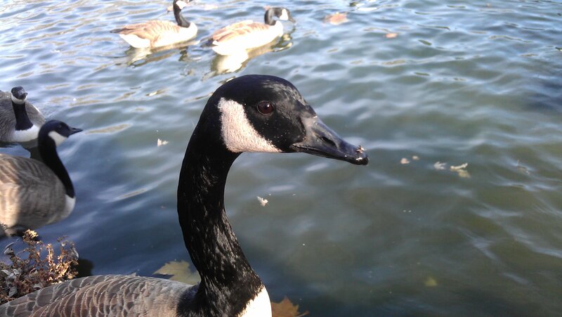 Canada Goose in Water — Black, Calm