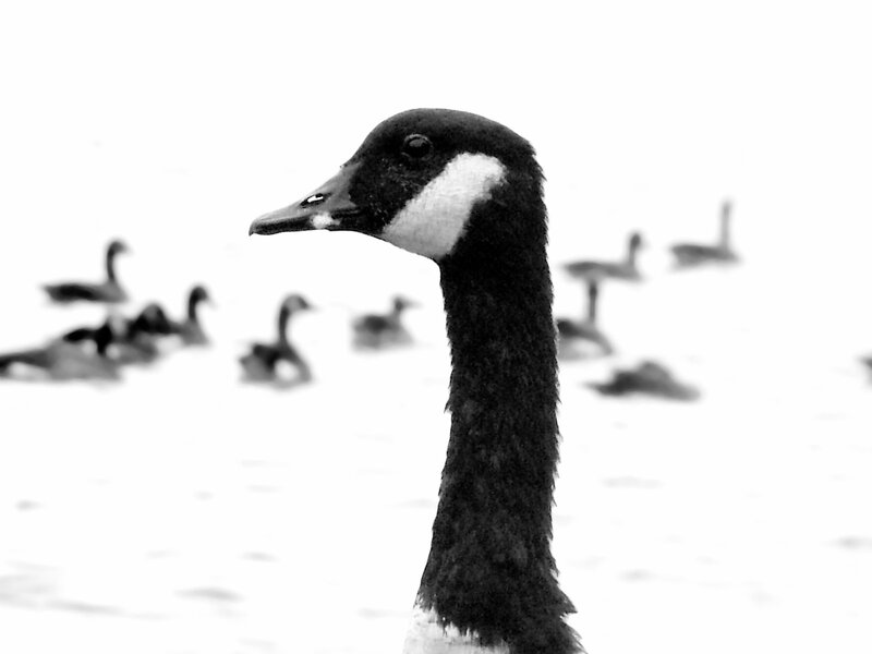 Canada Goose in Water — Black