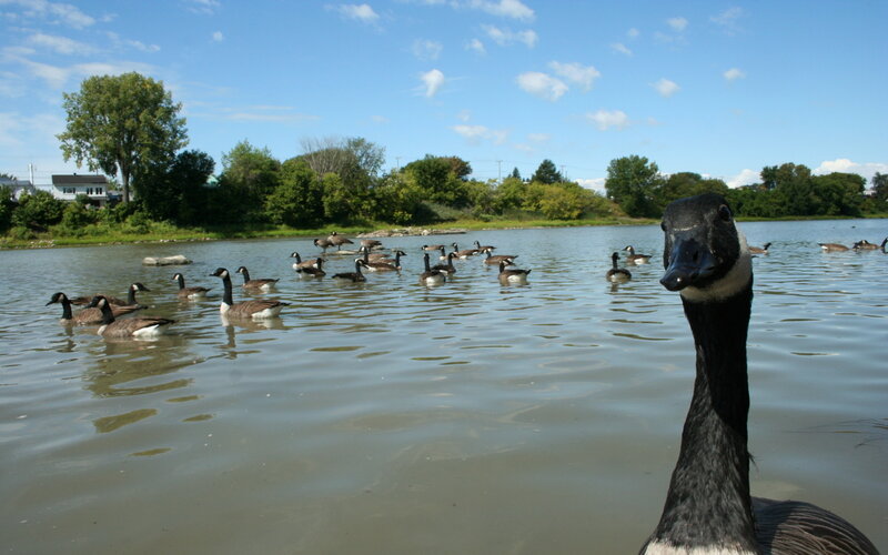 Canada Goose in Water — Blue