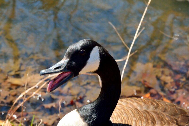 Canada Goose in Water — Brown, Calm