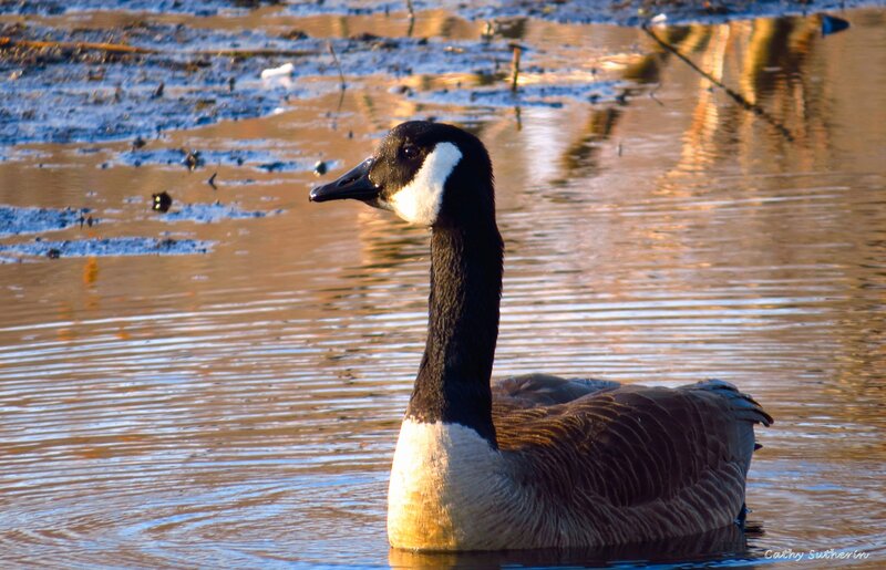 Canada Goose in Water — Brown