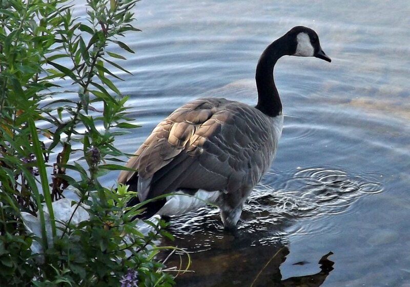 Canada Goose in Water — Gray