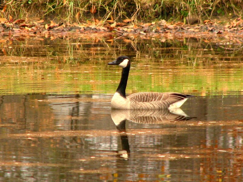 Canada Goose in Water