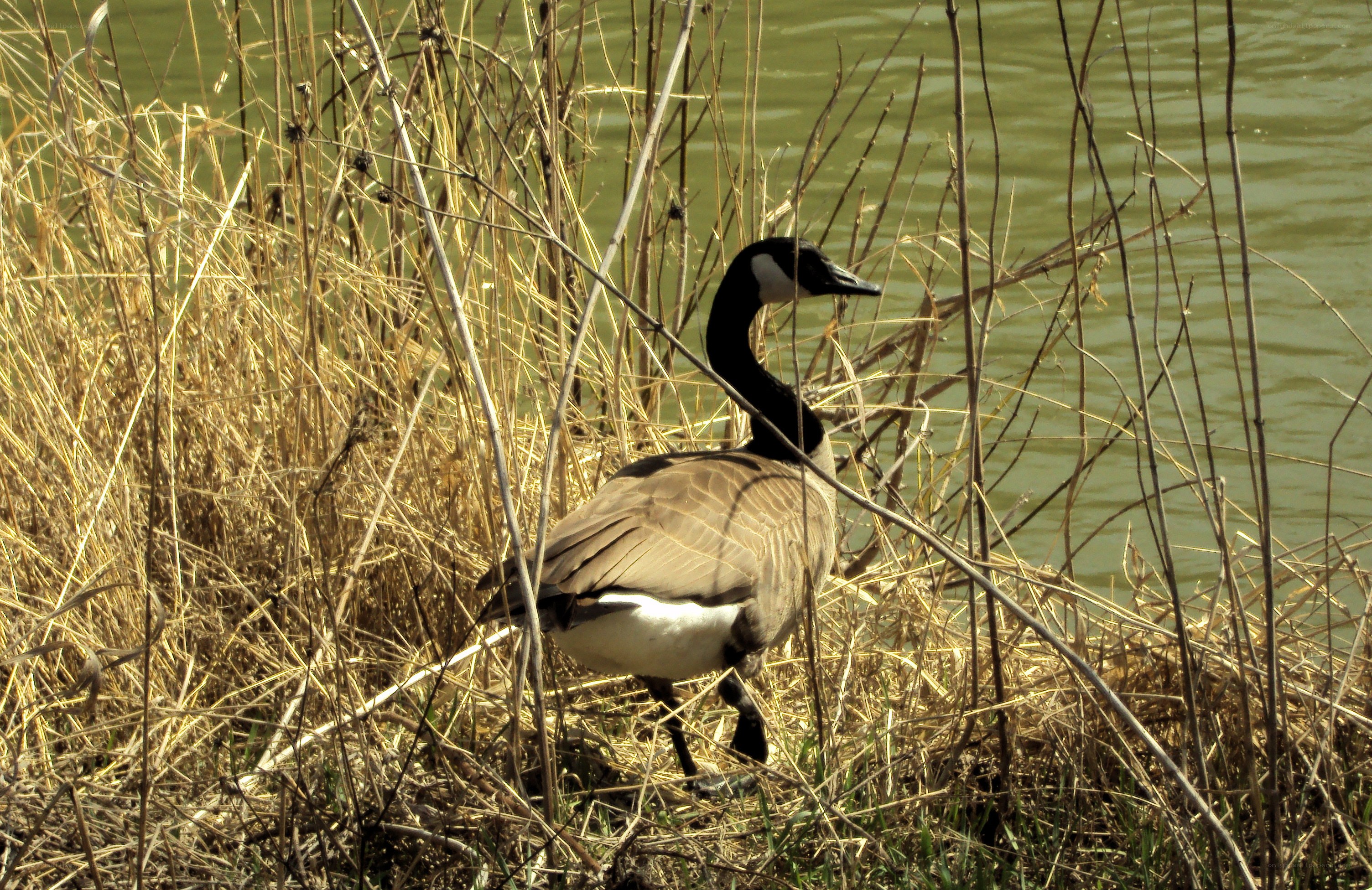 Canada goose near water