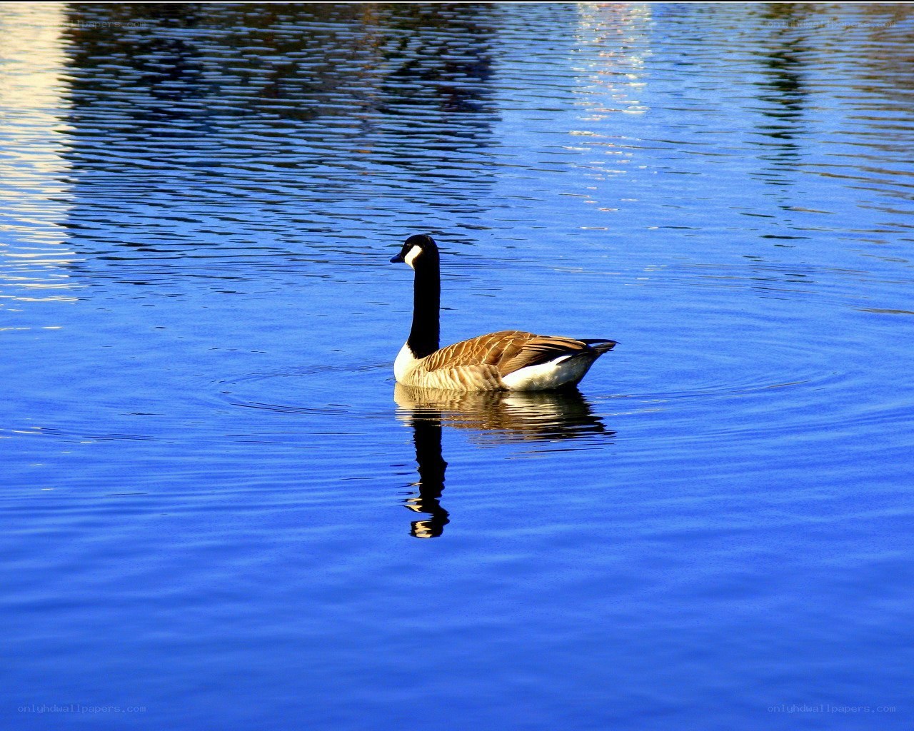 Canada goose on a lake