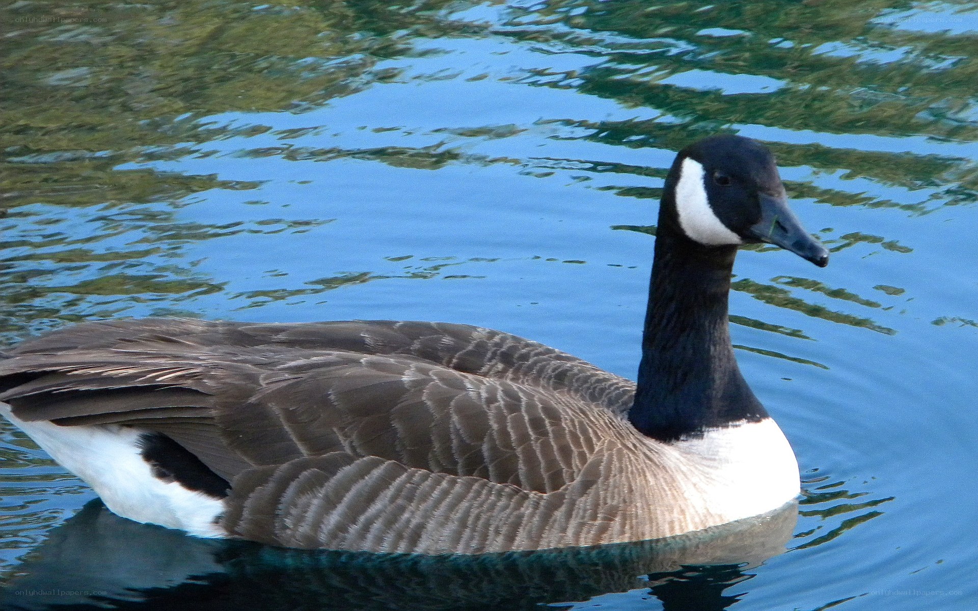 Canada goose on a pond