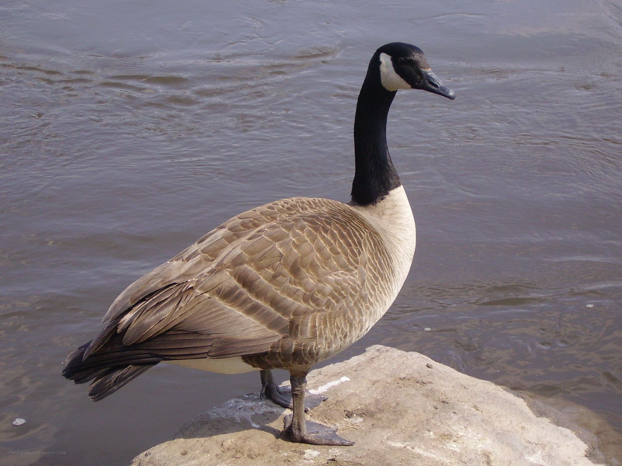 Canada goose on a rock