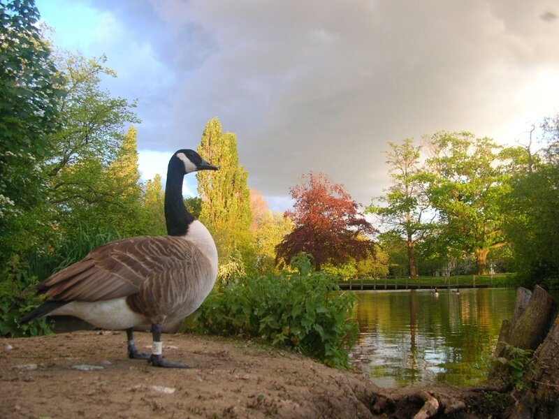 Canada Goose on Bank — Green