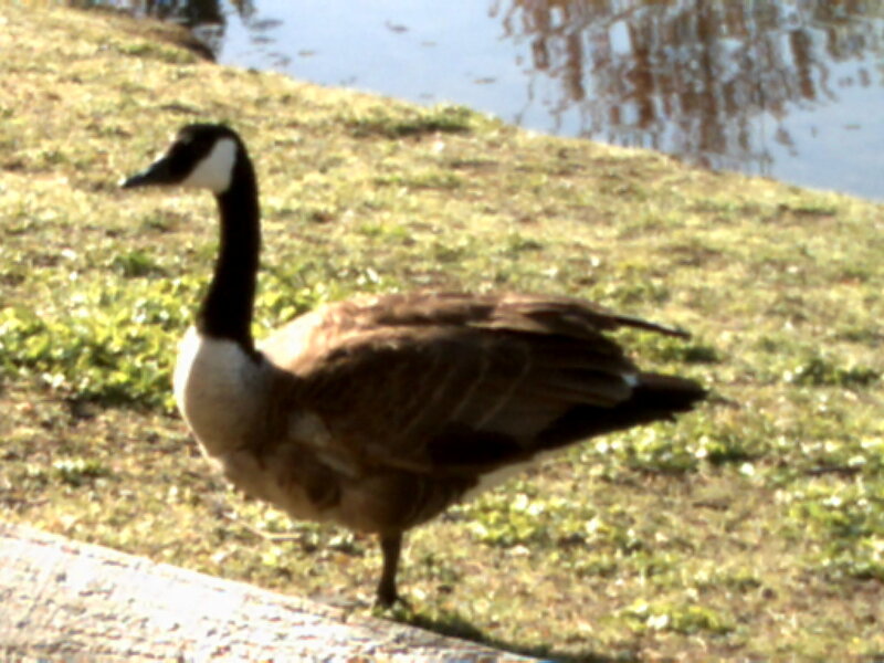 Canada goose on grass