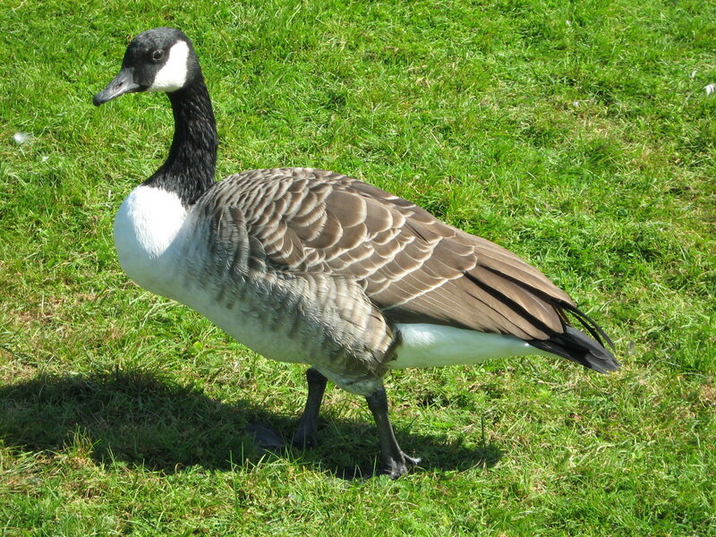 Canada Goose on Grass — Green, Calm, Afternoon, Photograph, Brown