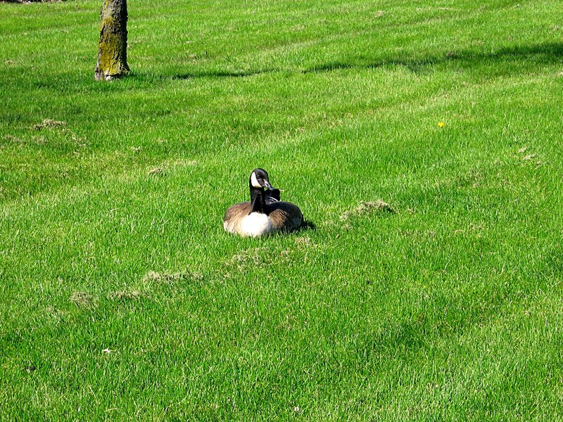 Canada Goose on Grass — Green, Calm, Afternoon