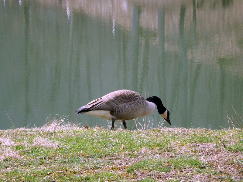 Canada Goose on Grass — Green, Calm