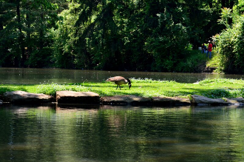Canada Goose on Grass — Green, Serene, Afternoon