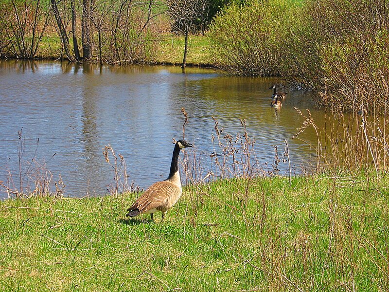 Canada Goose on Grass — Green, Serene