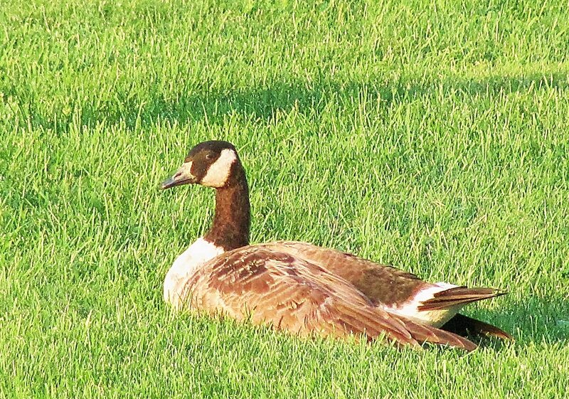 Canada Goose on Grass — Green
