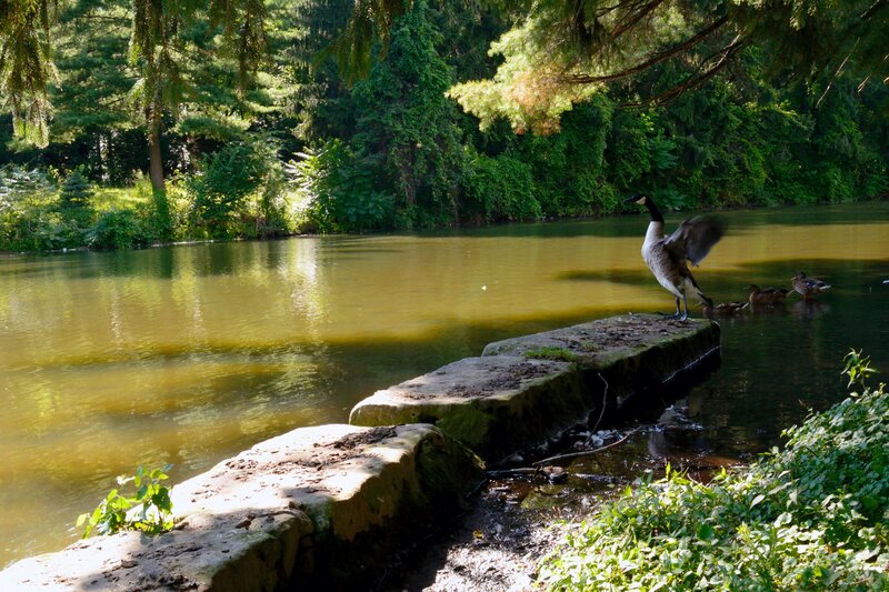 Canada Goose on Rock — Green