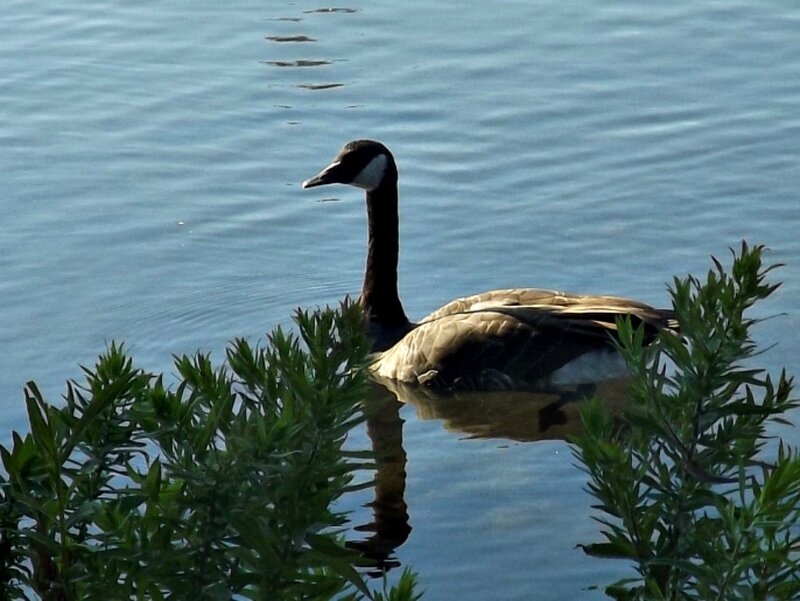 Canada Goose on Water — Blue