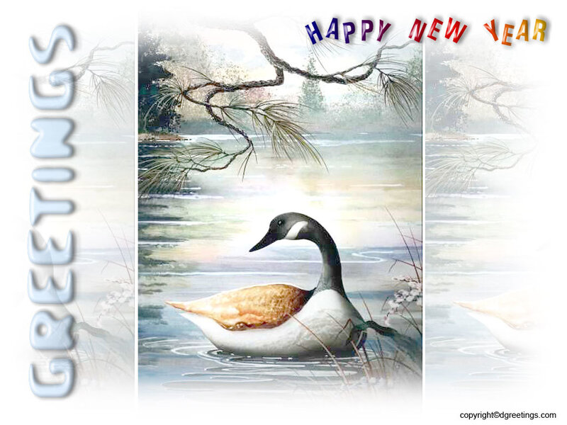 Canada Goose on Water