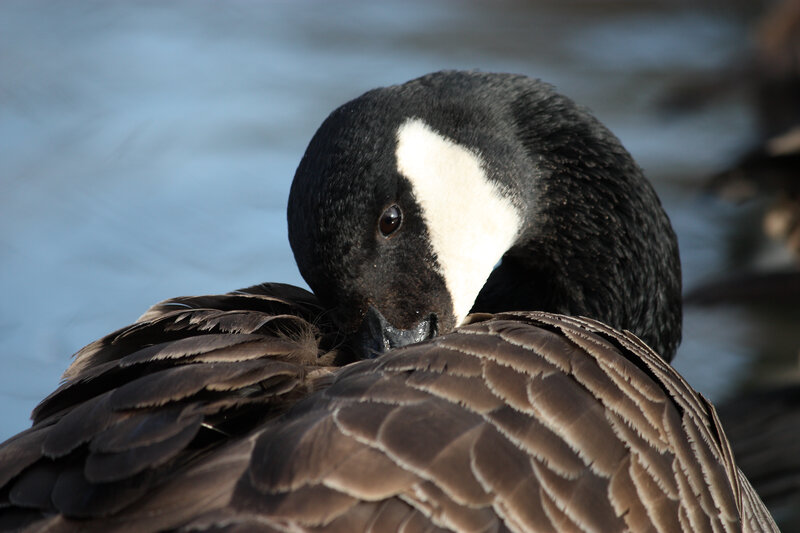 Canada Goose Preening