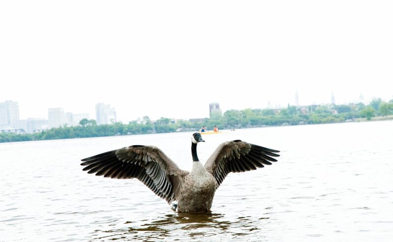 Canada Goose Spreading Wings — Gray, Calm